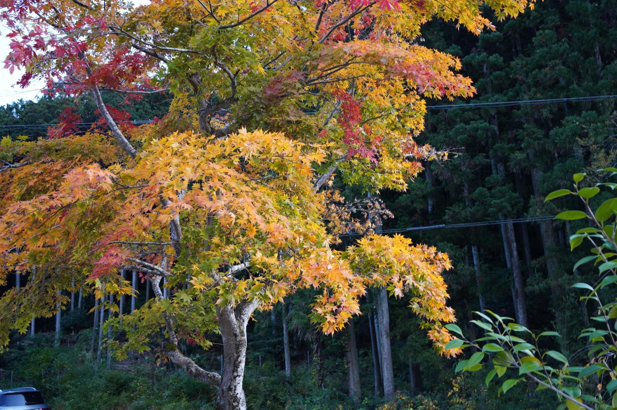 Satoyama Hotel Kanenone Tamba Maibara Eksteriør bilde