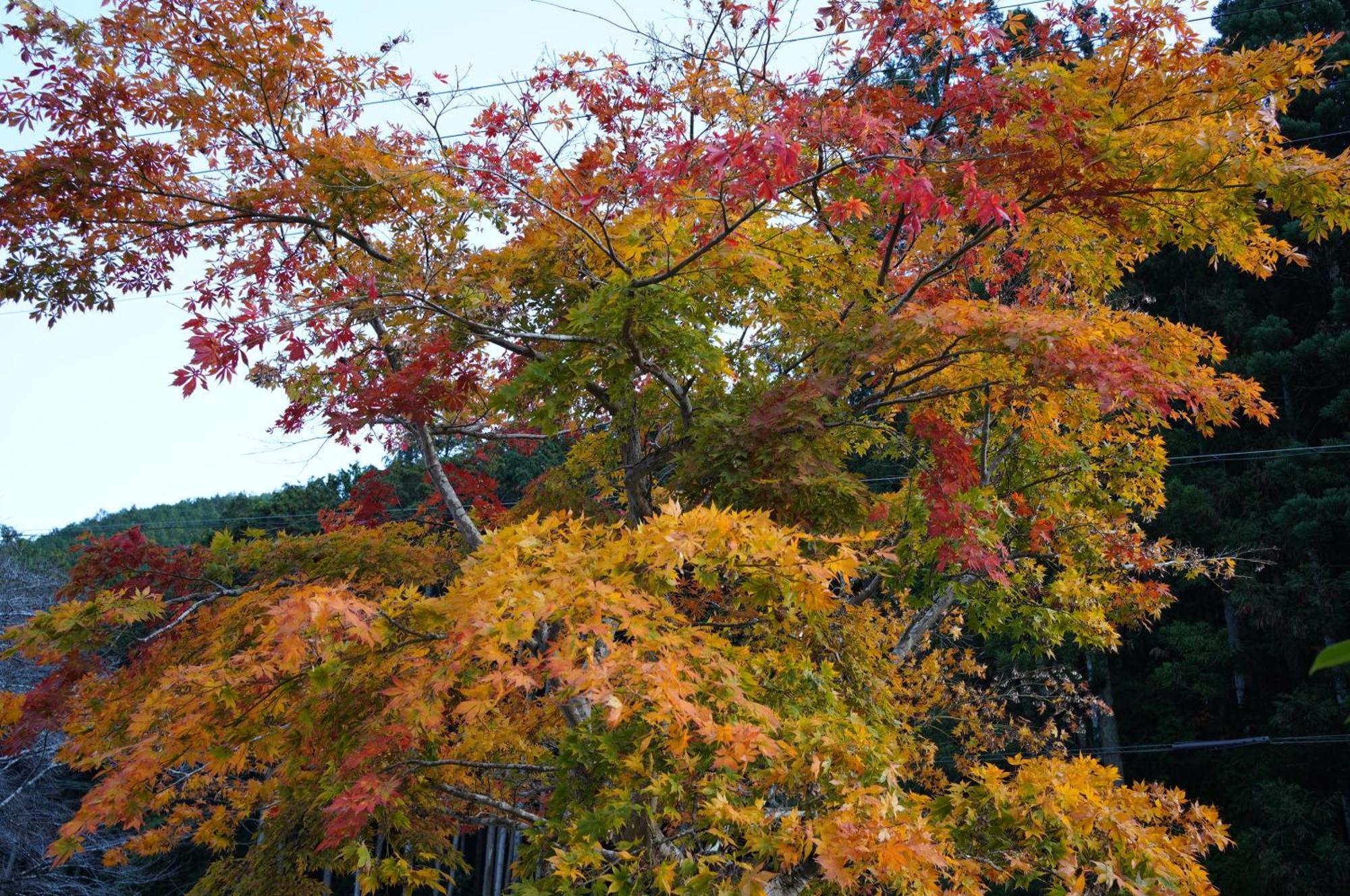 Satoyama Hotel Kanenone Tamba Maibara Eksteriør bilde